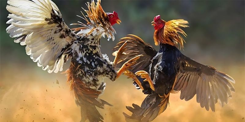 Đá gà HD chân thật cược nhanh cực đã